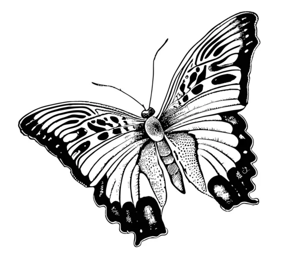 Bosquejo Insecto Mariposa Bosquejo Dibujado Mano Grabado Estilo Vector Ilustración — Archivo Imágenes Vectoriales