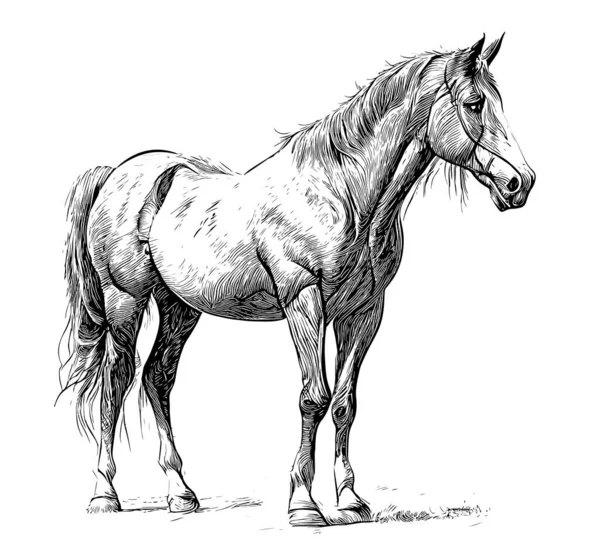 馬のスケッチ手描き線画サイドビューベクトルイラスト — ストックベクタ