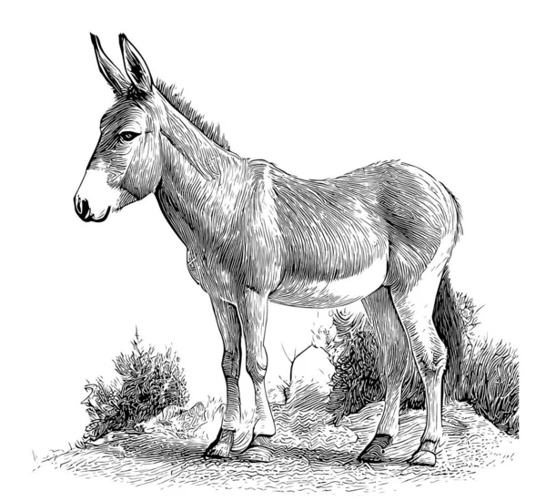 Donkey Djur Skiss Hand Ritad Skiss Gravyr Stil Vektor Illustration — Stock vektor