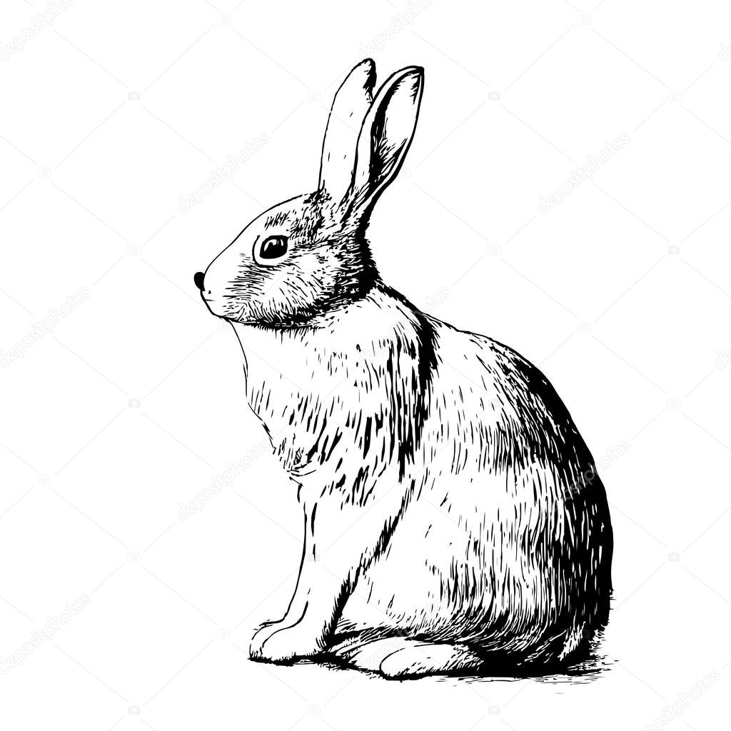 Rabbit sketch hand drawn Side view, engraving style vector illustration.
