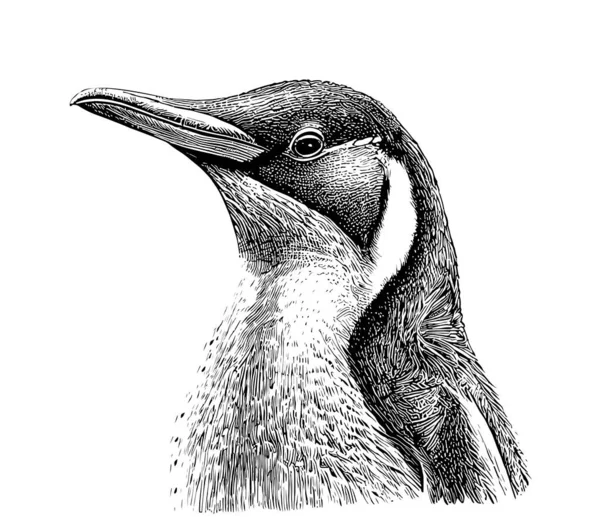 Pinguino Ritratto Testa Schizzo Disegnato Mano Schizzo Incisione Stile Vettoriale — Vettoriale Stock