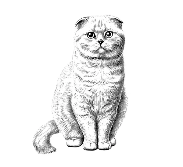 苏格兰折叠猫肖像画手绘草图 雕刻风格矢量插图 — 图库矢量图片