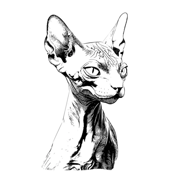 Σφίγγα Γάτα Πορτρέτο Σκίτσο Χέρι Που Χαραγμένο Στυλ Διάνυσμα Εικονογράφηση — Διανυσματικό Αρχείο