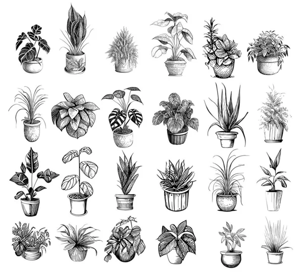 Inicio Plantas Colección Boceto Dibujado Mano Estilo Grabado Vector Ilustración — Archivo Imágenes Vectoriales
