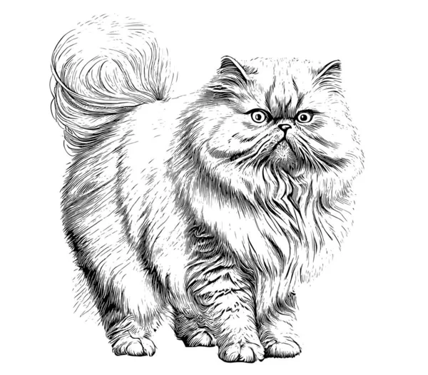 ペルシア語ふわふわ猫立ヴィンテージスケッチ手描き刻まれたスタイルベクトルイラスト — ストックベクタ
