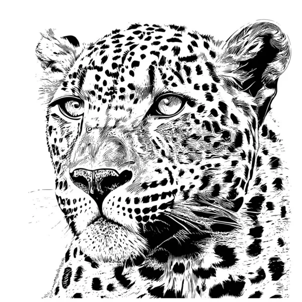 Porträt Eines Leoparden Skizze Handgezeichnet Gestochenen Stil Vector Illustration — Stockvektor