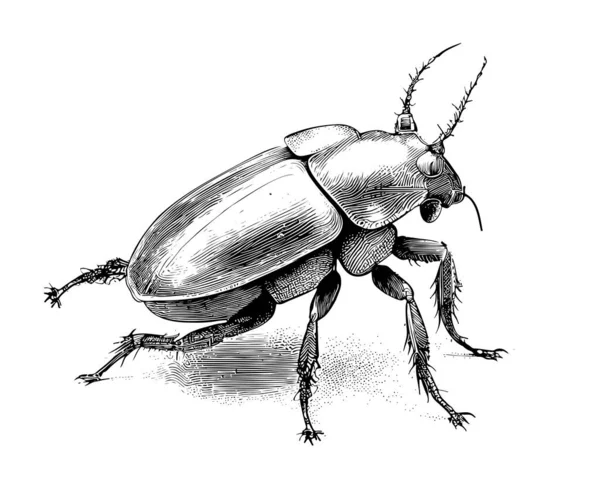 Escarabajo Insecto Bosquejo Dibujado Mano Estilo Grabado Boceto Vector Ilustración — Vector de stock