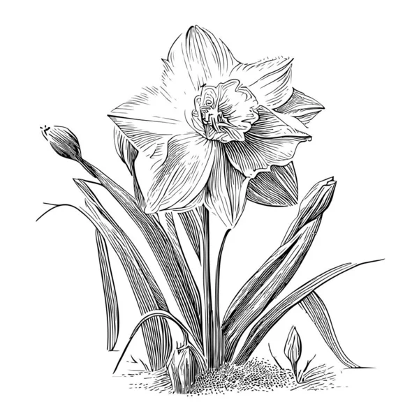 エングレービングスタイルのスケッチで描かれたダフォドールの花のスケッチ手ベクトルイラスト — ストックベクタ