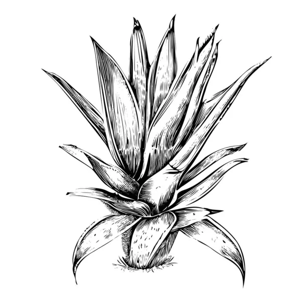 Esquisse Style Gravé Main Représentant Vecteur Plantes Écarlates — Image vectorielle