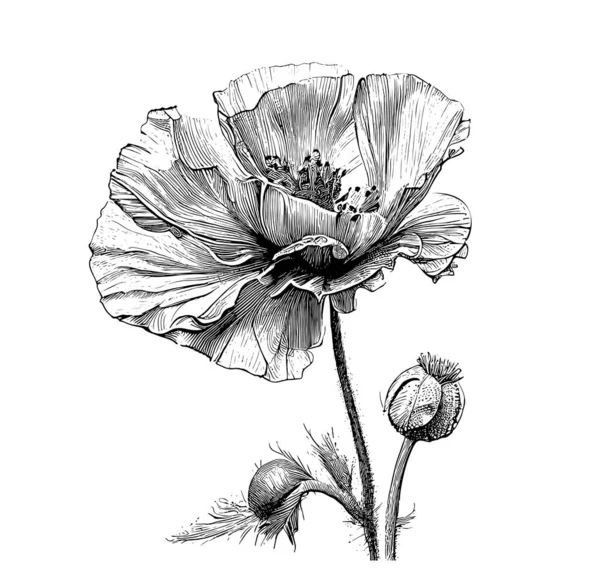 Poppy Flor Jardim Mão Desenhado Gravado Estilo Esboço Vector Ilustração —  Vetores de Stock