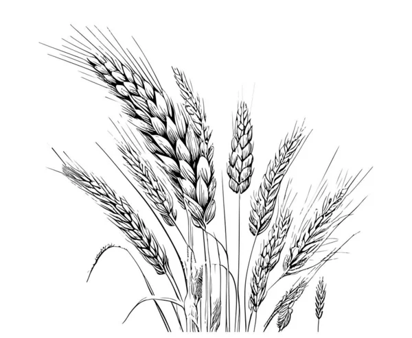 Buğday Kulakları Elle Çizilmiş Biçim Vektör Çizimi — Stok Vektör