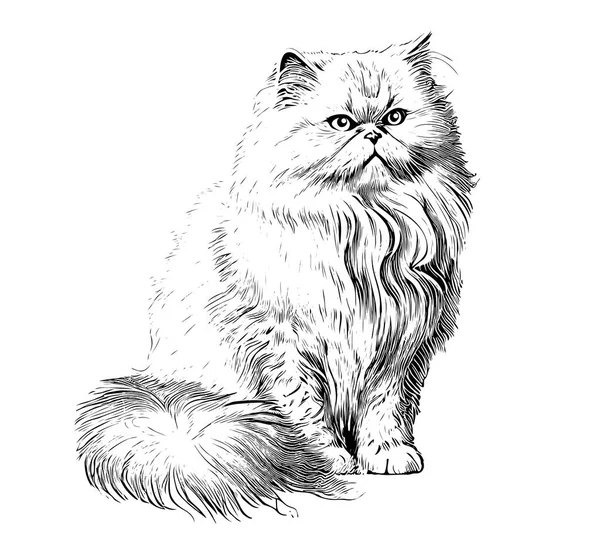 Disegno Del Gatto Soffice Persiano Disegnato Mano Stile Inciso Illustrazione — Vettoriale Stock