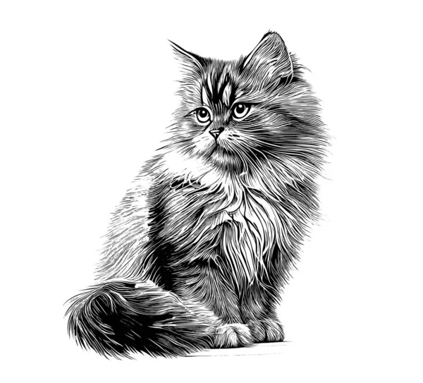 Piękny Kot Siedzi Szkic Grawerowanie Strony Rysowane Wektor Ilustracja — Wektor stockowy