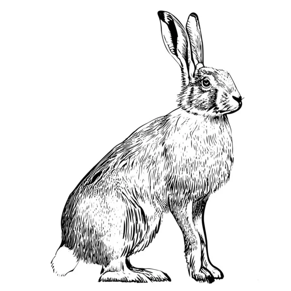 Hare Κάθεται Σκίτσο Χαρακτική Χέρι Που Διανυσματική Απεικόνιση — Διανυσματικό Αρχείο