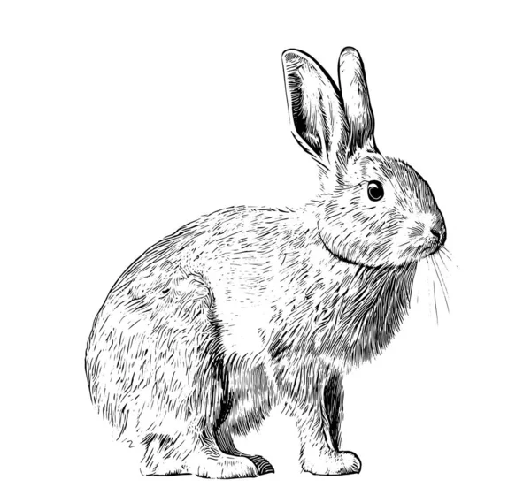 Кролик Сидит Эскиз Гравировки Руки Нарисованы Векторные Иллюстрации — стоковый вектор