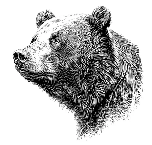 Medve Fej Portré Vázlat Kézzel Rajzolt Vázlat Vektor Illusztráció — Stock Vector