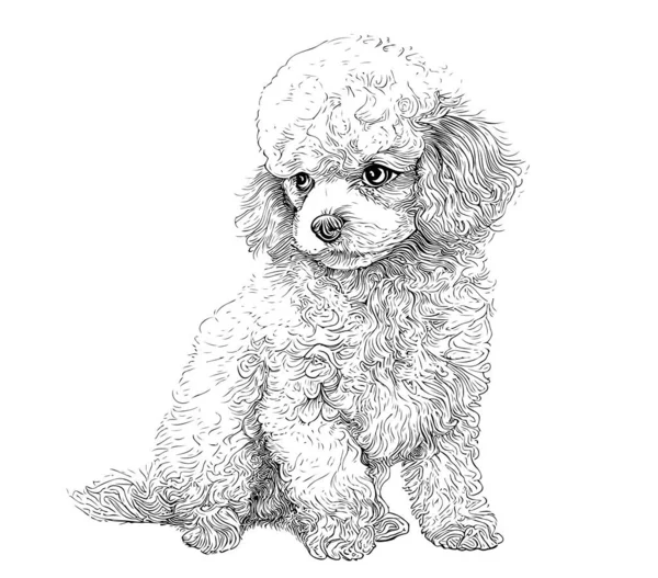 Little Cute Toy Poodle Dog Hand Drawn Sketch Vector Illustration — Stock Vector