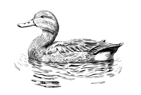 Duck Zwemmen Schets Hand Getekend Farming Jacht Vector Illustratie — Stockvector