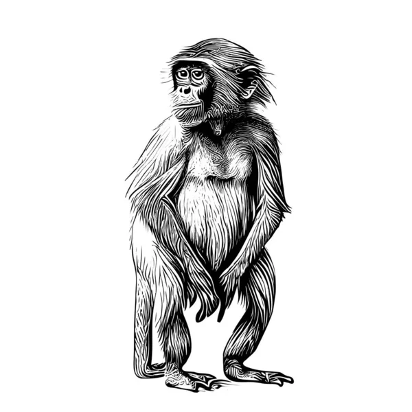 Μικρή Μαϊμού Capuchin Ζωγραφισμένα Στο Χέρι Σκίτσο Διάνυσμα Εικονογράφηση — Διανυσματικό Αρχείο