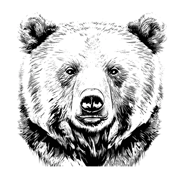 Αρκούδα Πορτρέτο Φέρει Κεφάλι Σκίτσο Χέρι Σχέδιο Χαρακτικής Στυλ Λογότυπο — Διανυσματικό Αρχείο