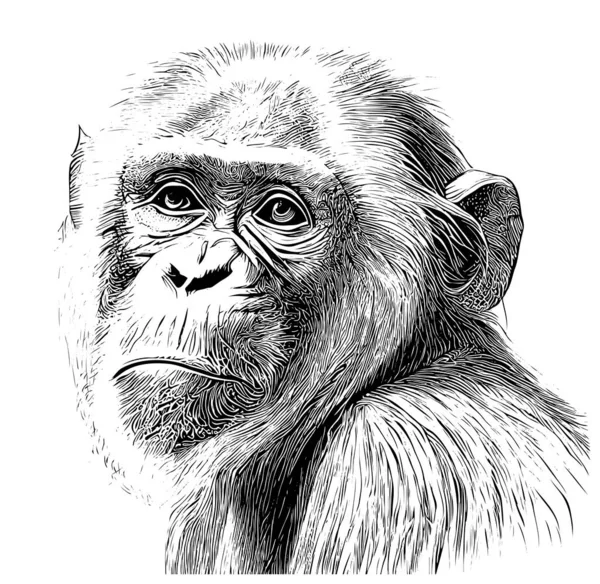 Χαριτωμένο Πορτρέτο Μαϊμού Σκίτσο Χέρι Σχέδιο Χαρακτικής Στυλ Διάνυσμα Εικονογράφηση — Διανυσματικό Αρχείο