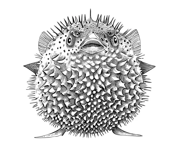 Ручной Эскиз Рыбы Фугу Гравировкой Векторная Иллюстрация — стоковый вектор