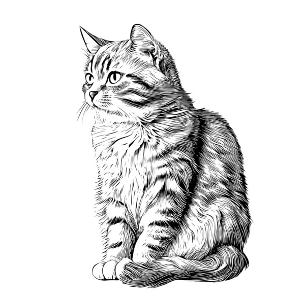 Cute Domestic Cat Hand Drawn Sketch Pets Vector Illustration — Vettoriale Stock