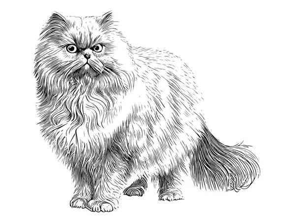 Persian White Fluffy Cat Hand Drawn Sketch Vector Illustration — 스톡 벡터