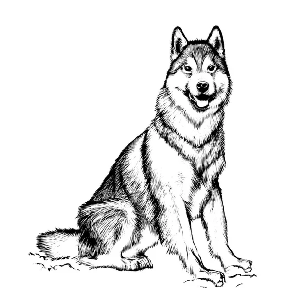 Husky Dog Sitting Sketch Hand Drawn Vector Illustration — Stock Vector