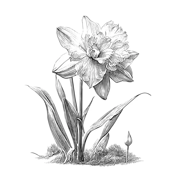 Daffodil Flower Retro Hand Drawn Engraving Style Sketch Vector Illustration — Vector de stoc