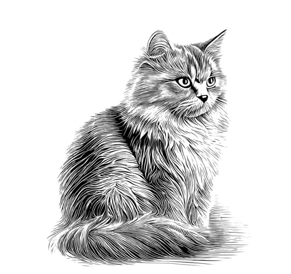 Fluffy Cat Sitting Looking Drawn Ruckl Sketch Engraving Style Vector — Stock Vector