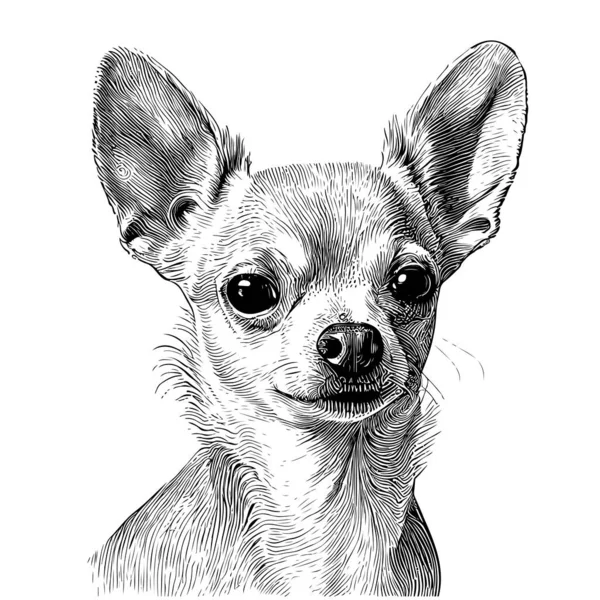 Portrait Chihuahua Dog Hand Drawn Sketch Engraving Style Vector Illustration — 스톡 벡터