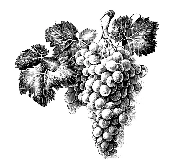 Grapes Retro Style Hand Drawn Engraving Sketch Vector Illustration — Vector de stoc