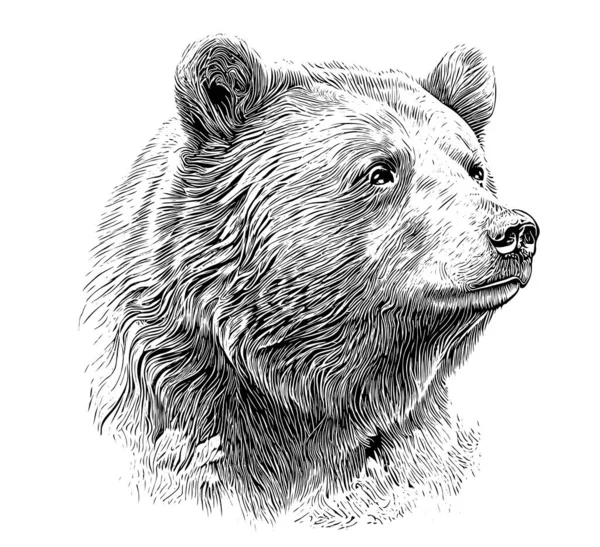 Beautiful Realistic Bear Portrait Hand Drawn Engraving Sketch Vector Illustration — Wektor stockowy