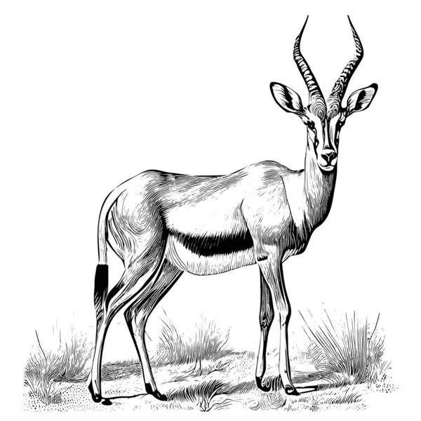 Antelope Animal Hand Drawn Engraving Sketch Vector Illustration — Wektor stockowy