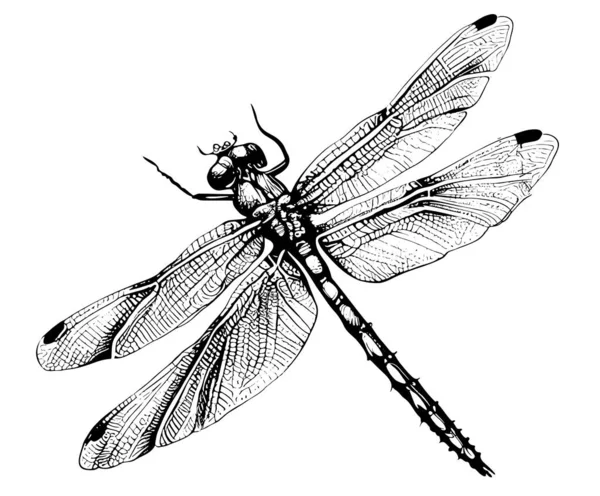 Dragonfly Insect Hand Drawn Engraving Sketch Vector Illustration — Wektor stockowy