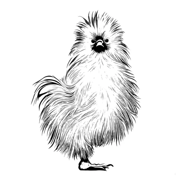 中国のシルキー鶏の手描きスケッチベクトルイラスト — ストックベクタ