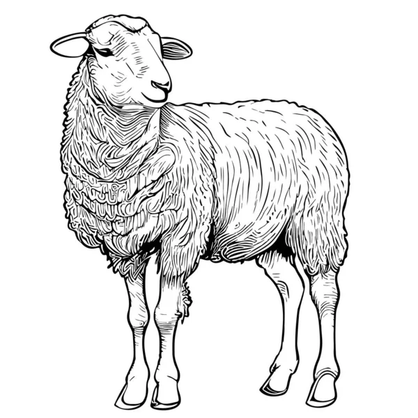 Cute Sheep Farm Hand Drawn Sketch Vector Illustration Farming — Stock Vector