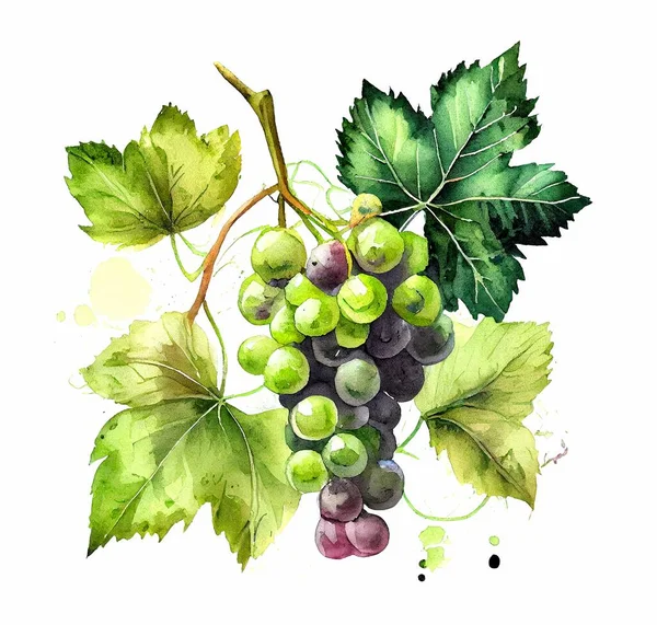Grapes hand drawn color watercolor illustration Berries