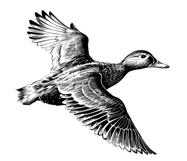 Duck Flying Sketch Painted Vector Illustration Bird Hunting — Stockvector