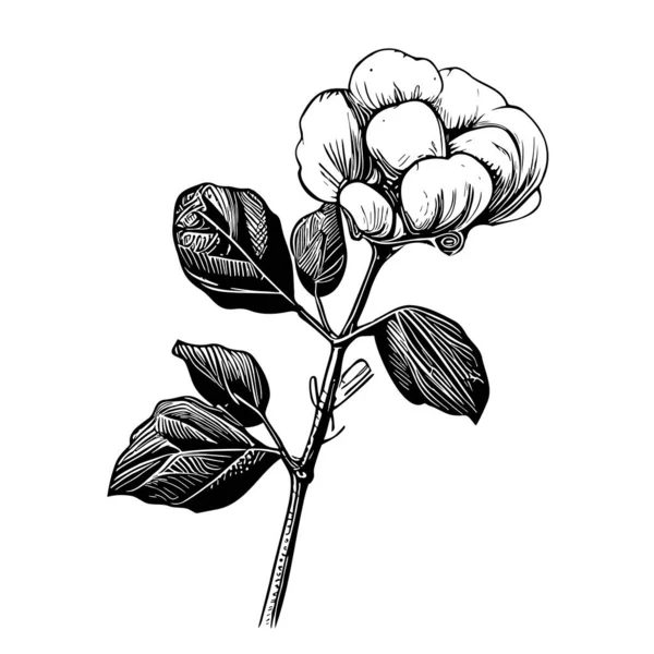 Cotton Flower Isolated White Background Hand Drawn Sketch Vector — Stockový vektor