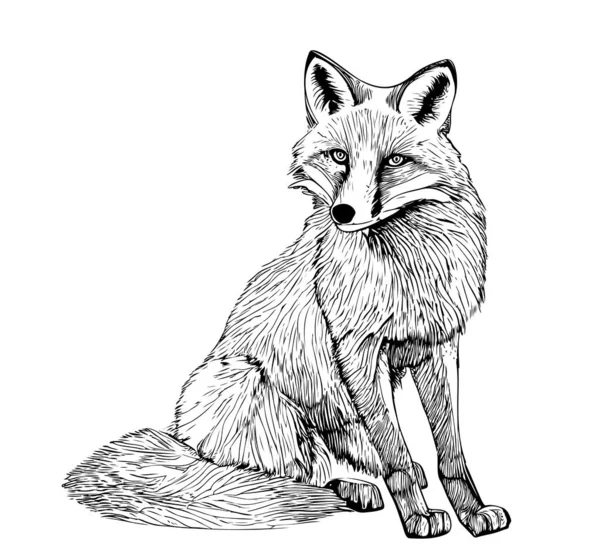 Fox Sitting Hand Drawn Sketch Illustration Wild Animals — Stok Vektör