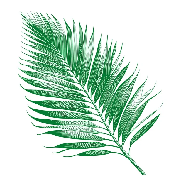 Palm Tree Leaf Hand Drawn Sketch Vector Illustration — Stock Vector
