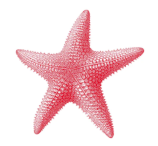 Étoile Mer Colorée Dessin Main Illustration Vectorielle Mer — Image vectorielle