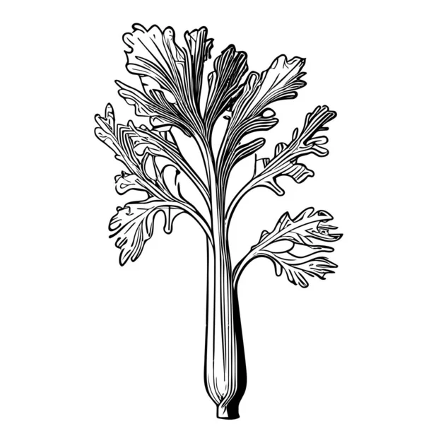 Seler Ręcznie Rysowane Szkic Ilustracja Stylu Doodle Warzywa — Wektor stockowy