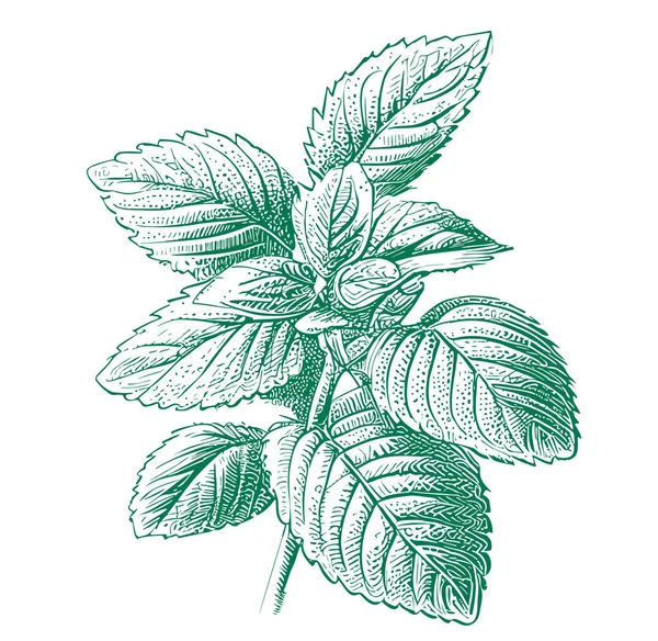Mint Leaf Hand Drawn Sketch Illustration Doodle Style — Stock Vector