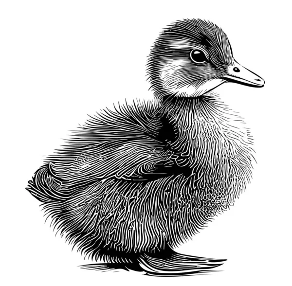Dibujo Dibujado Mano Patito Ilustración Vectorial Aves — Archivo Imágenes Vectoriales