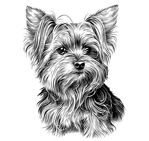 Yorkshire Terrier Dog Hand Drawn Sketch Illustration — Stock Vector