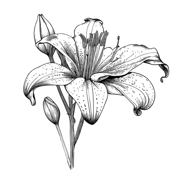Lily Fleur Croquis Dessiné Main Illustration Vectorielle — Image vectorielle