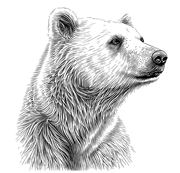 Oso Polar Retrato Dibujado Mano Ilustración Animales Salvajes — Archivo Imágenes Vectoriales
